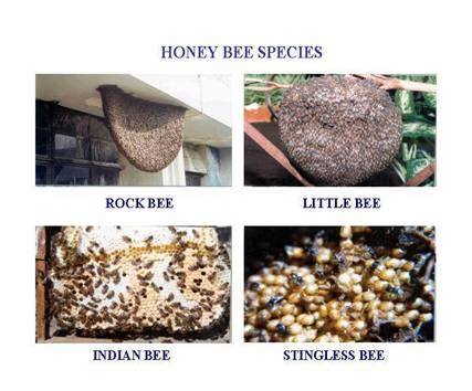 Apiculture for M.Sc. Zoology: For beekeeping education