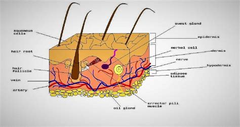 Structure Of Epidermis