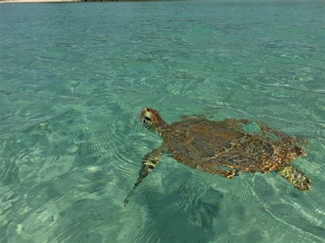 Where to Go Snorkeling in Bermuda | Celebrity Cruises