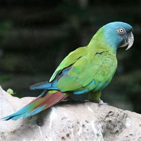 Blue-Headed Macaw Care Sheet | Birds Coo