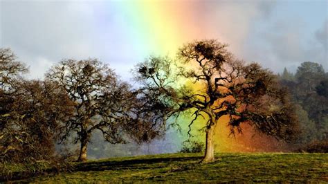 Rainbow Tree wallpaper | nature and landscape | Wallpaper Better