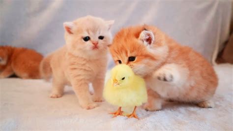 Kittens walk with a tiny chicken - Cat Empire