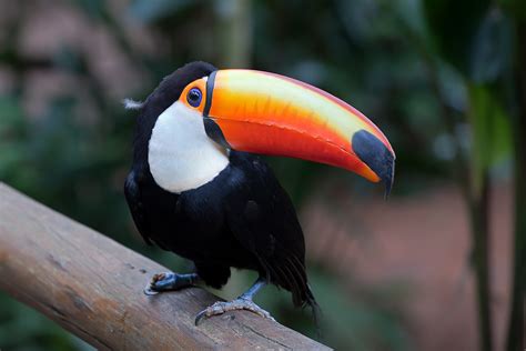 Toco Toucan Habitat