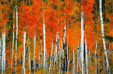 🔥 [40+] Aspen Tree Wallpapers | WallpaperSafari