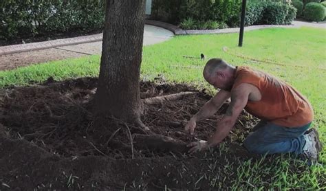 Tree Root Removal Cost Guide 2024 - (Cutting Exposed Tree Roots)