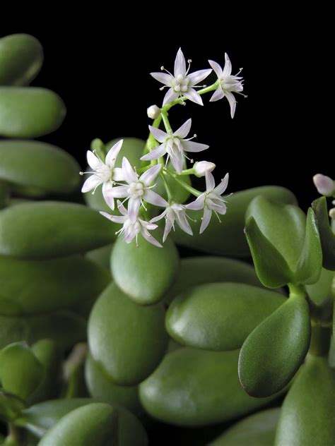 Does A Jade Plant Bloom: What Are Jade Plant Flowering Requirements ...