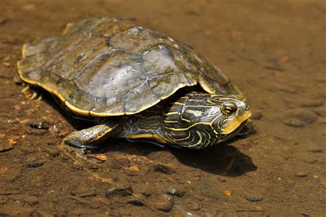 Northern Map Turtle – Reptiles and Amphibians of Mississippi