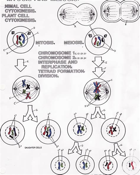 Meiosis Vs Mitosis Worksheet