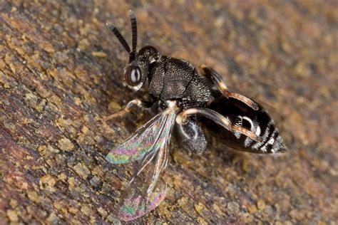 Family Chalcididae – Field Guide to the Insects of Tasmania