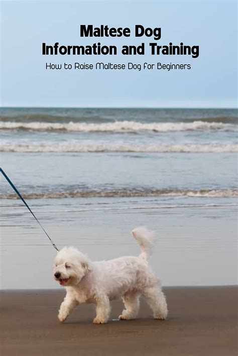 Maltese Dog Information and Training: How to Raise Maltese Dog for Beginners: How to Care for ...