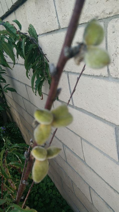 plant recommendations - Taking care of a peach? tree - Gardening & Landscaping Stack Exchange