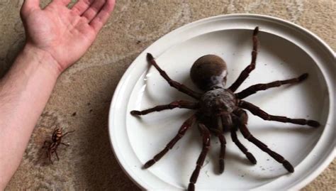 Goliath Birdeater: The Largest Spider In The World