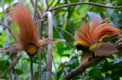 Wisata PapuaQ: Cenderawasih " Burung Khas " Papua