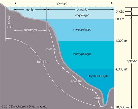 Hadal zone | oceanography | Britannica