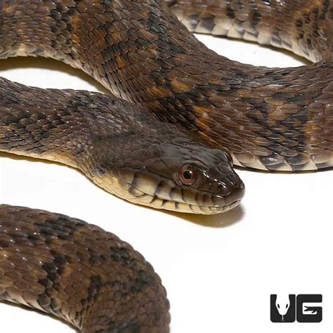 Diamondback Water Snake For Sale - Underground Reptiles