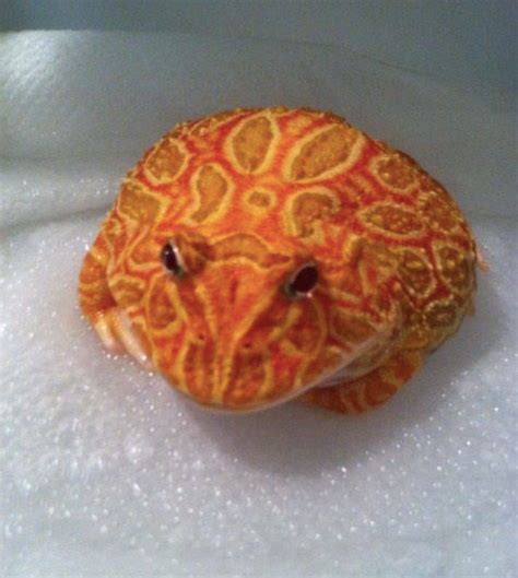 Strawberry Pacman Frog for sale - Reptiles Heaven