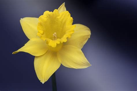 fragility, springtime, plant, narcissus, close-up, growth, indoors ...