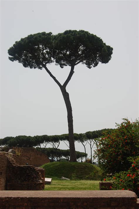 Umbrella trees..so Italian! Palatine Hill, Rome photo by jadoretotravel ...