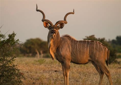 Kudu :: Head Springs Ranch, Central Texas