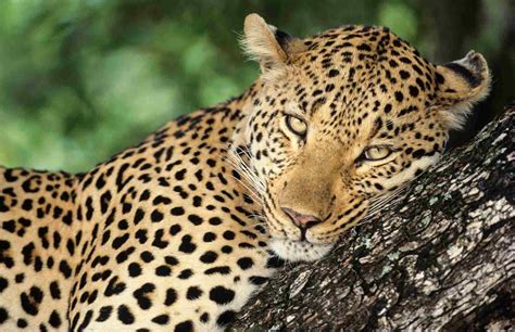 Africa's Top 12 Safari Animals and Where to Find Them