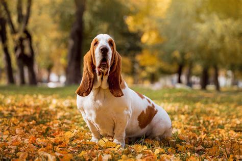 Basset Hound Colors: 10+Color Combinations & Markings