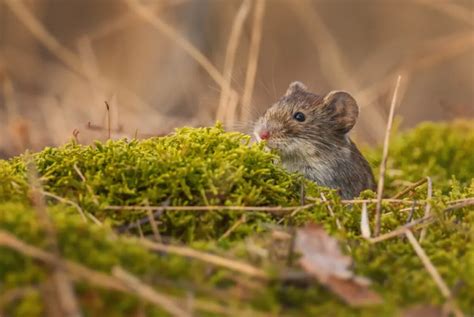 Vole vs Shrew: Size, Color, and Habitat Comparison