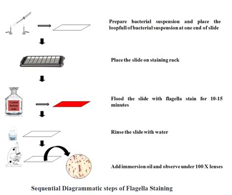 Flagella Staining: Principle, Procedure and Results - Biology Ease