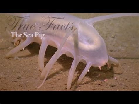 True Facts about the Sea Pig | Bioventures