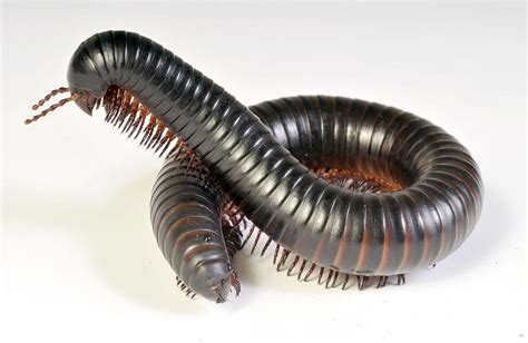 African Giant Millipede