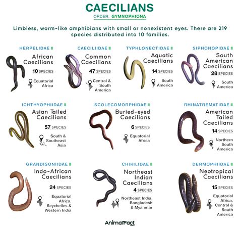 Caecilian - Types, Characteristics, Habitat, Diet, Examples, & Picture