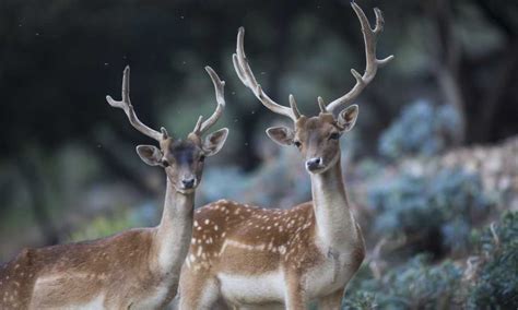 The Majestic Elk and Their Habitat | Learn About This Type of Deer