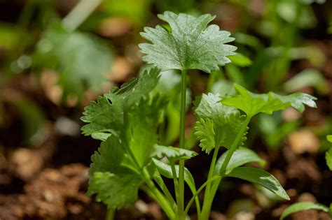 How to grow cilantro: tips on sowing, growing and harvesting this versatile herb | GardeningEtc