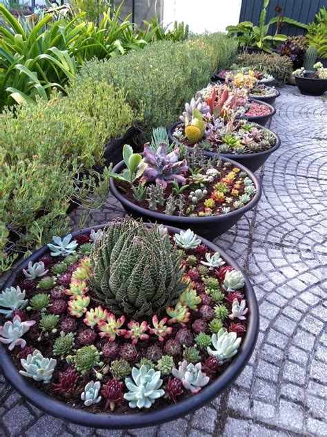 Potted Succulent Gardens - World of Succulents | Jardim de suculentas, Suculentas, Idéias de ...