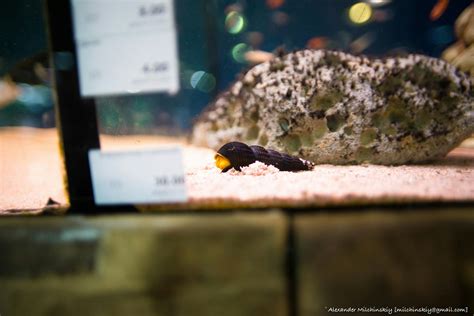 Free stock photo of aquarium, snail, snail in aquarium