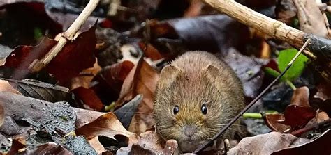 Moles vs Voles | Picture Identification | Removal Methods