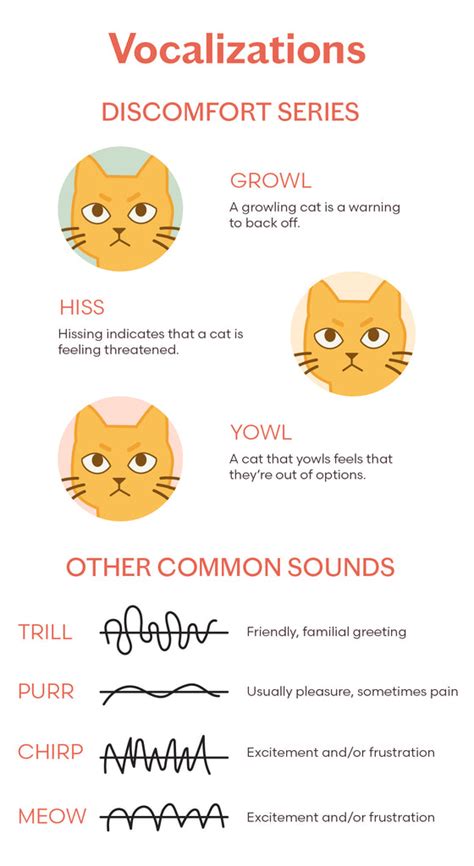 The Definitive Guide to Cat Behavior and Body Language – tuft + paw