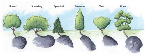 Revision Notes for Science Chapter 17 - Forests: Our Lifeline (Class 7th) | askIITians