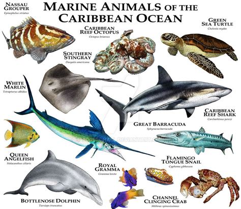 Marine Animals of the Caribbean Ocean | Marine animals, Animals, Water animals