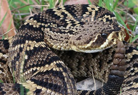 Timber Rattlesnake – Florida Snake ID Guide