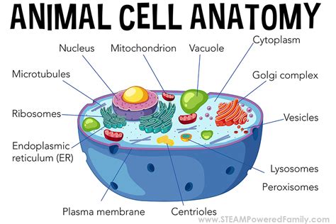 Labeled Animal Cell Diagram For Kids