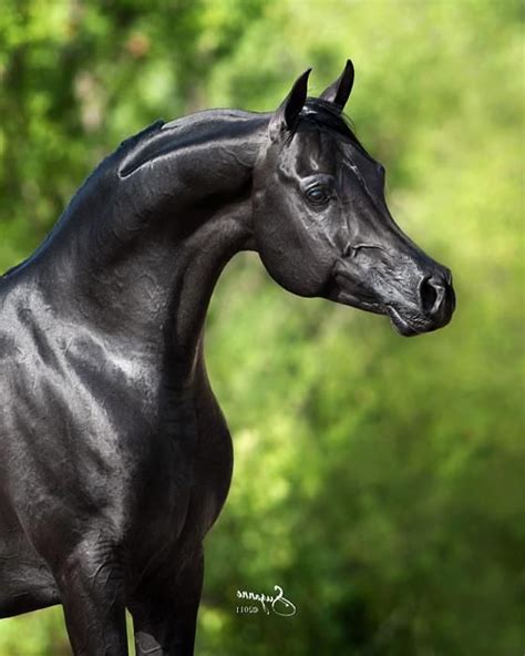 Pin by Kimberly Perkins on Horse Breeds - Arabians, Anglo-Arab, part Arabs | Horses, Horse ...