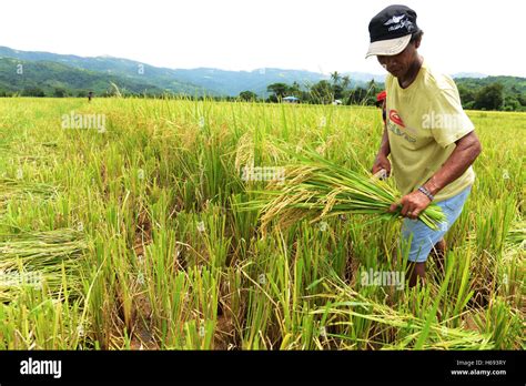 Rice Harvest