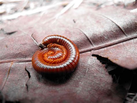 Millipede Animal Facts | Diplopoda | AZ Animals