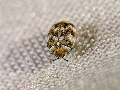 Best Ways to Detect and Treat Carpet Beetles | Acacia Pest Control Geelong