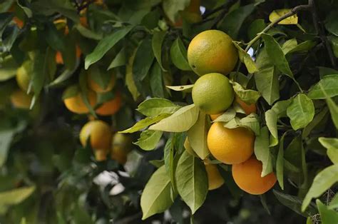 Orange Tree Leaves Turning Yellow with Brown Spots: 7 Causes, Solutions ...