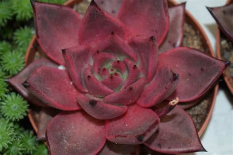 Echeveria Succulent 101 - A-Z Animals