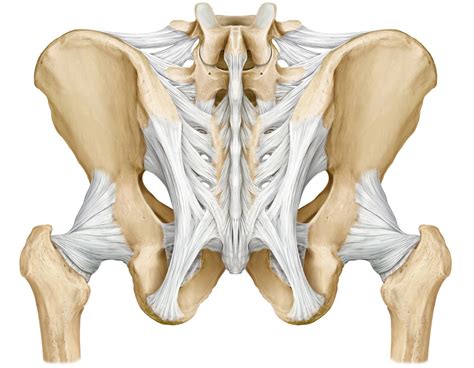 Ligaments - Posterior Pelvis | Donny Perry | Flickr