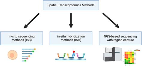 Frontiers | Multiplexed spatial transcriptomics methods and the ...