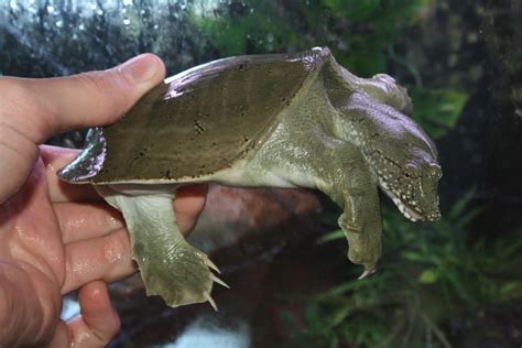 Chinese Softshell Turtle Facts and Pictures | Reptile Fact