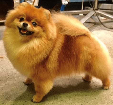 9 Wildly Cute Pomeranian Haircut Styles To Tame The Fluff